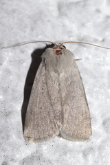 Caradrina gilva