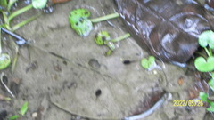 Oophaga pumilio