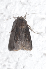 Agrotis segetum