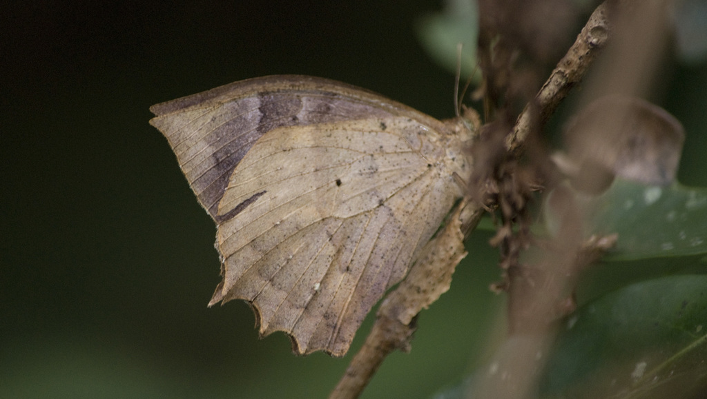 Taygetis ypthima