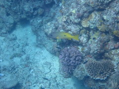 Lutjanus fulviflamma