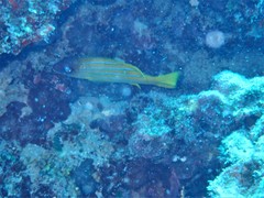 Lutjanus kasmira