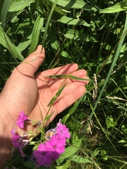 Phlox glaberrima interior