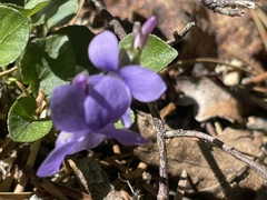 Viola selkirkii