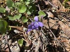 Viola selkirkii