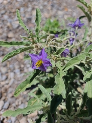Solanum elaeagnifolium