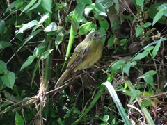 Mionectes oleagineus