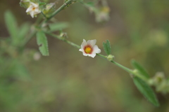 Sida weberbaueri