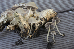 Psathyrella pseudogracilis