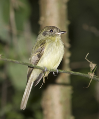 Sepia-Capped Flycatcher photo 2