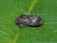 Penthimia americana