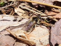 Criorhina verbosa