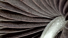 Psathyrella pseudogracilis