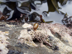Halosaccion glandiforme