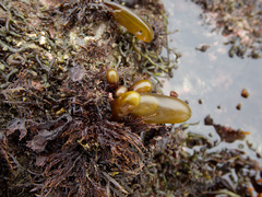 Halosaccion glandiforme