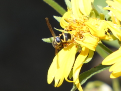 Euodynerus hidalgo viereckii