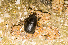 Pentodon bidens punctatus