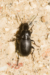 Pterostichus melas