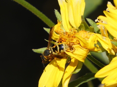 Euodynerus hidalgo viereckii