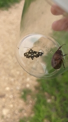 Pseudothyris sepulchralis