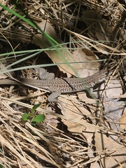 Aspidoscelis exsanguis