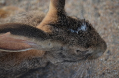 Lepus victoriae