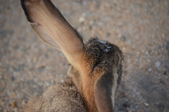 Lepus victoriae