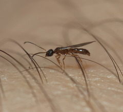 Prionopelta kraepelini