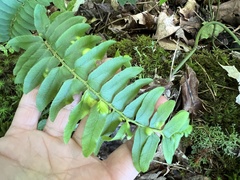 Taphrina polystichi