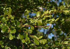 Petalostigma banksii