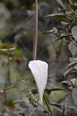 Spathiphyllum wallisii