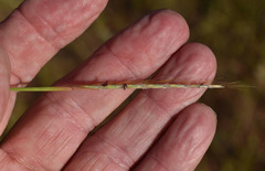 Schizachyrium pseudeulalia