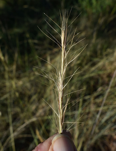 Aristida pruinosa