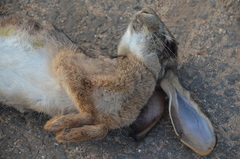 Lepus victoriae