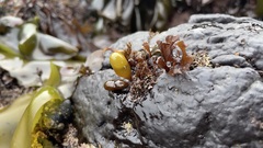 Halosaccion glandiforme