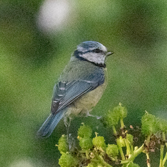 Cyanistes caeruleus