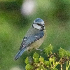 Cyanistes caeruleus