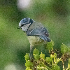 Cyanistes caeruleus