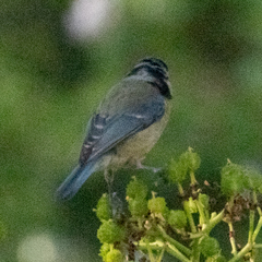Cyanistes caeruleus