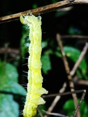 Thysanoplusia orichalcea