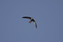 Apus pallidus