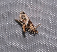 Neodavisia melusina