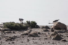 Calidris alba