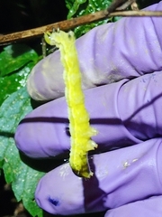 Thysanoplusia orichalcea