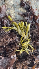 Pelvetiopsis limitata