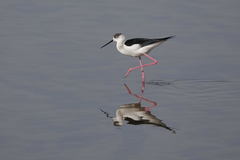 Himantopus himantopus