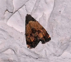 Tripudia goyanensis