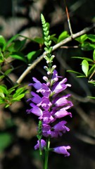Physostegia purpurea