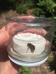 Anthidium