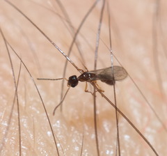 Prionopelta kraepelini